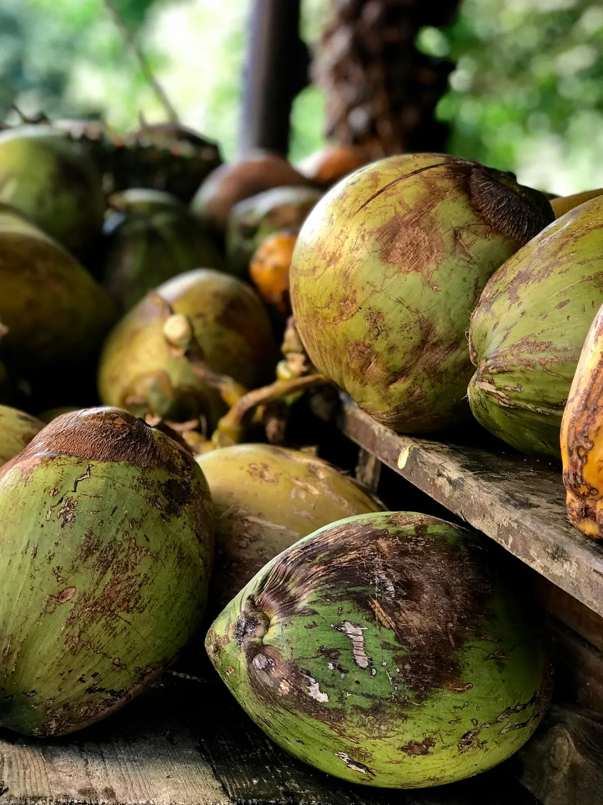 Fresh coconuts supplied from Punalvasal near Thanjavur